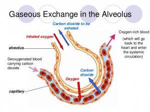 Gaseous Exchange in the Alveoli