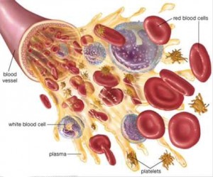 dive theory about circulation and blood cells