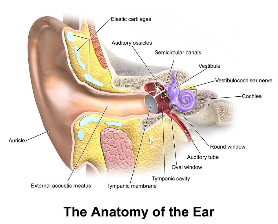 PADI IDC Theory: Physiology - The Ear in human