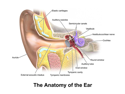PADI IDC Theory: Physiology - The Ear inside
