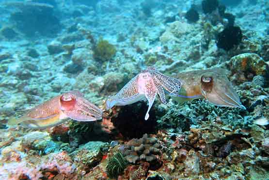 Cuttle Fish Padang Bai Bali