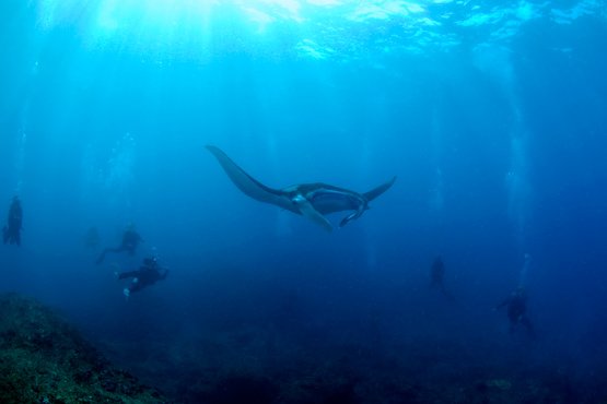 diving down under