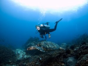 diver-and-turtle